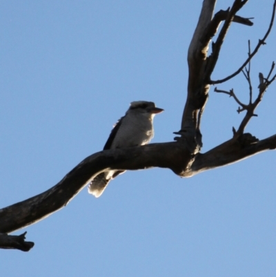 Dacelo novaeguineae (Laughing Kookaburra) at Molonglo River Reserve - 6 Jul 2024 by VanceLawrence