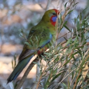 Platycercus elegans at Splitters Creek, NSW - 6 Jul 2024