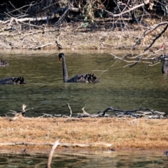Cygnus atratus (Black Swan) at Splitters Creek, NSW - 6 Jul 2024 by KylieWaldon
