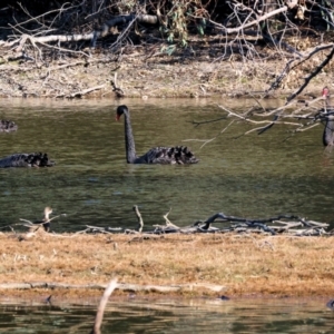 Cygnus atratus (Black Swan) at Splitters Creek, NSW by KylieWaldon