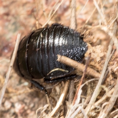 Unidentified Cockroach (Blattodea, several families) at Strathnairn, ACT - 5 Jul 2024 by AlisonMilton