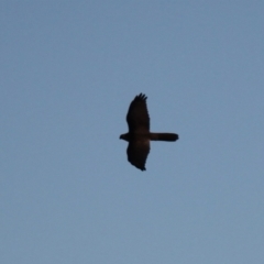 Accipiter fasciatus (Brown Goshawk) at Kama - 6 Jul 2024 by VanceLawrence