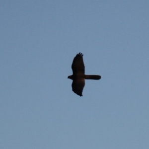 Accipiter fasciatus at Kama - 6 Jul 2024