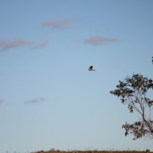 Accipiter fasciatus at Kama - 6 Jul 2024