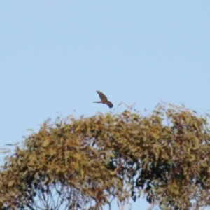 Accipiter fasciatus at Kama - 6 Jul 2024