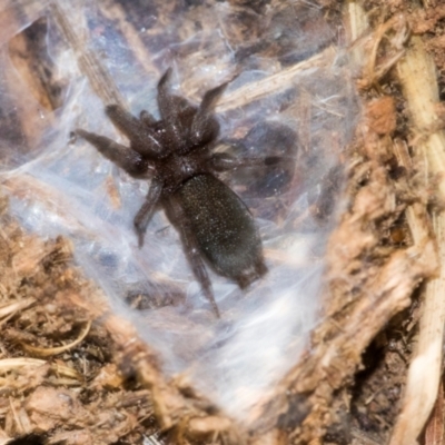 Unidentified Other hunting spider at Strathnairn, ACT - 5 Jul 2024 by AlisonMilton