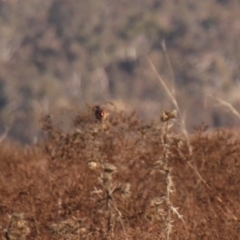 Carduelis carduelis at Whitlam, ACT - 7 Jul 2024