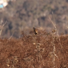 Carduelis carduelis at Whitlam, ACT - 7 Jul 2024