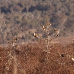 Carduelis carduelis at Whitlam, ACT - 7 Jul 2024