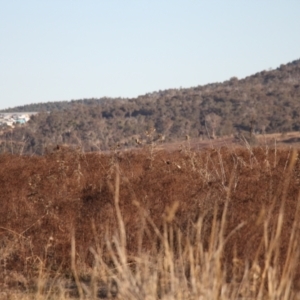 Carduelis carduelis at Whitlam, ACT - 7 Jul 2024