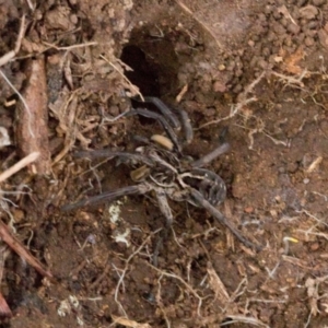 Tasmanicosa sp. (genus) at Ginninderry Conservation Corridor - 5 Jul 2024