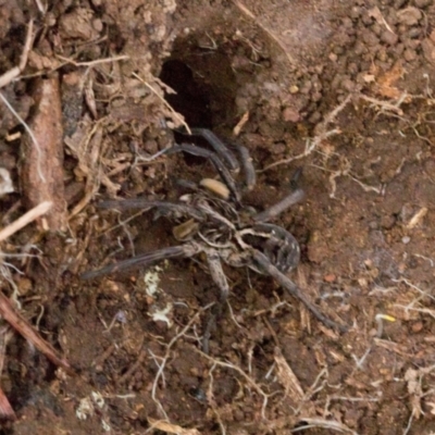 Unidentified Wolf spider (Lycosidae) at Strathnairn, ACT - 5 Jul 2024 by AlisonMilton