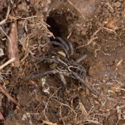 Tasmanicosa sp. (genus) (Unidentified Tasmanicosa wolf spider) at Ginninderry Conservation Corridor - 5 Jul 2024 by AlisonMilton