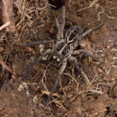 Tasmanicosa sp. (genus) at Ginninderry Conservation Corridor - 5 Jul 2024