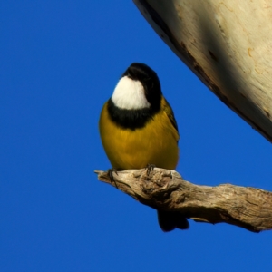 Pachycephala pectoralis at Mount Ainslie - 5 Jul 2024