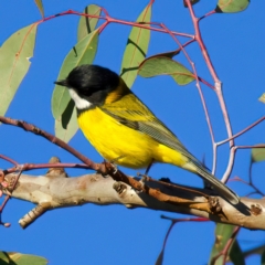 Pachycephala pectoralis at Mount Ainslie - 5 Jul 2024