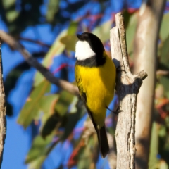 Pachycephala pectoralis at Mount Ainslie - 5 Jul 2024