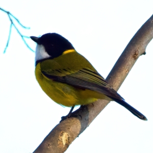 Pachycephala pectoralis at Mount Ainslie - 5 Jul 2024 04:43 PM