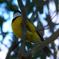 Pachycephala pectoralis at Mount Ainslie - 5 Jul 2024