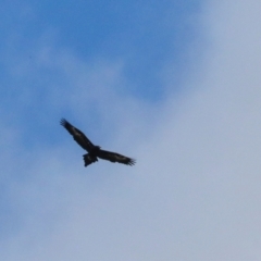 Aquila audax (Wedge-tailed Eagle) at Ginninderry Conservation Corridor - 5 Jul 2024 by AlisonMilton