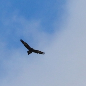 Aquila audax at Ginninderry Conservation Corridor - 5 Jul 2024 11:10 PM