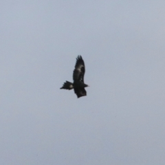 Aquila audax at Ginninderry Conservation Corridor - 5 Jul 2024