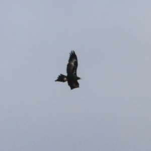 Aquila audax at Ginninderry Conservation Corridor - 5 Jul 2024