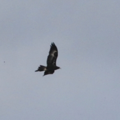 Aquila audax at Ginninderry Conservation Corridor - 5 Jul 2024