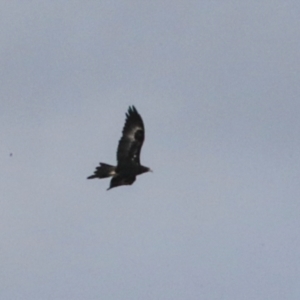 Aquila audax at Ginninderry Conservation Corridor - 5 Jul 2024 11:10 PM