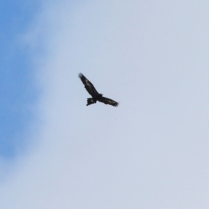 Aquila audax at Ginninderry Conservation Corridor - 5 Jul 2024