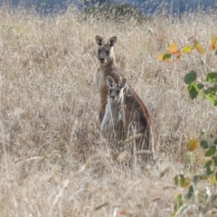 Macropus giganteus (Eastern Grey Kangaroo) at Strathnairn, ACT - 5 Jul 2024 by AlisonMilton