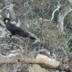 Zanda funerea (Yellow-tailed Black-Cockatoo) at Symonston, ACT - 2 Jul 2024 by CallumBraeRuralProperty