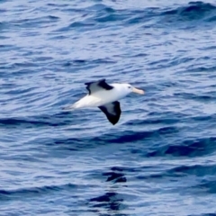 Thalassarche melanophris (Black-browed Albatross) at Batemans Marine Park - 6 Jul 2024 by LisaH