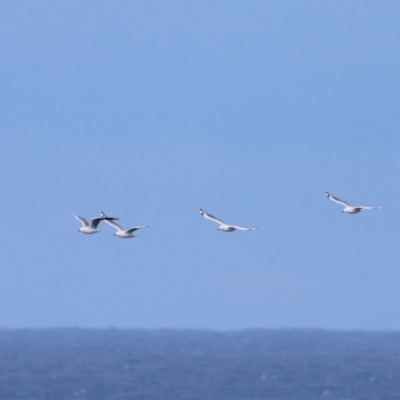 Chroicocephalus novaehollandiae (Silver Gull) at Batemans Marine Park - 6 Jul 2024 by LisaH