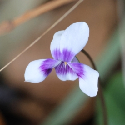Viola banksii (Native Violet) at Guerilla Bay, NSW - 6 Jul 2024 by LisaH