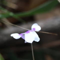 Viola banksii at Guerilla Bay, NSW - 6 Jul 2024