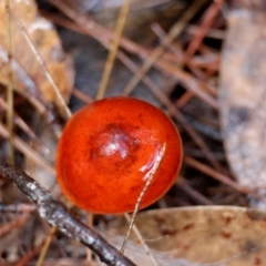 Unidentified Cap on a stem; gills below cap [mushrooms or mushroom-like] at Moruya, NSW - 4 Jul 2024 by LisaH