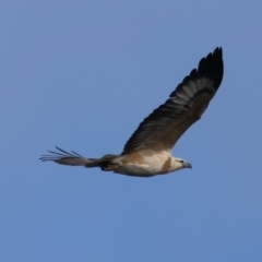 Haliaeetus leucogaster (White-bellied Sea-Eagle) at Guerilla Bay, NSW - 6 Jul 2024 by LisaH