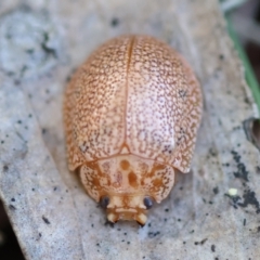 Paropsis atomaria (Eucalyptus leaf beetle) at Broulee Moruya Nature Observation Area - 6 Jul 2024 by LisaH