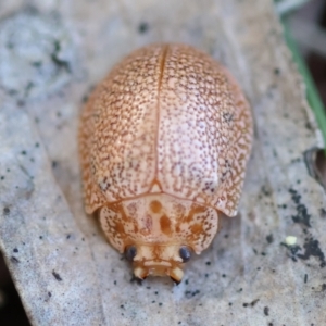 Paropsis atomaria at Broulee Moruya Nature Observation Area - 6 Jul 2024