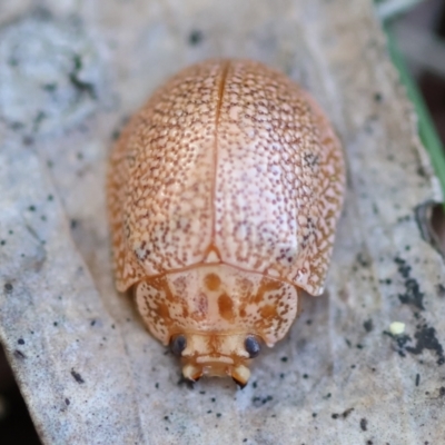 Paropsis atomaria (Eucalyptus leaf beetle) at Broulee Moruya Nature Observation Area - 6 Jul 2024 by LisaH