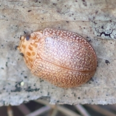 Paropsis atomaria at Broulee Moruya Nature Observation Area - 6 Jul 2024