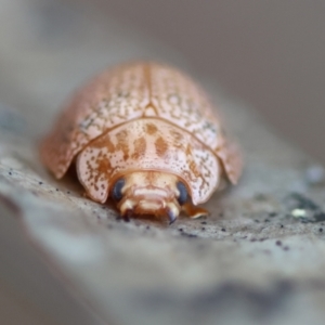 Paropsis atomaria at Broulee Moruya Nature Observation Area - suppressed