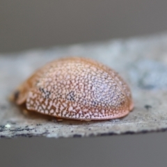 Paropsis atomaria at Broulee Moruya Nature Observation Area - 6 Jul 2024