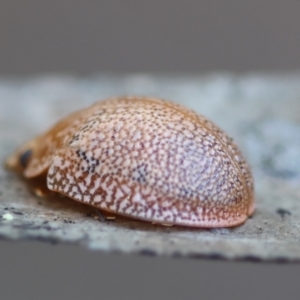 Paropsis atomaria at Broulee Moruya Nature Observation Area - suppressed