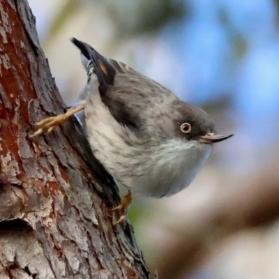 Daphoenositta chrysoptera (Varied Sittella) at Broulee Moruya Nature Observation Area - 6 Jul 2024 by LisaH