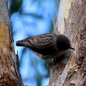 Daphoenositta chrysoptera at Broulee Moruya Nature Observation Area - suppressed