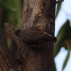 Daphoenositta chrysoptera at Broulee Moruya Nature Observation Area - suppressed