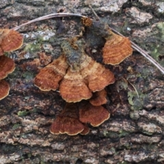 Stereum sp. at Broulee Moruya Nature Observation Area - suppressed