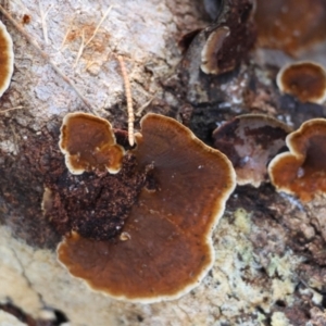 Stereum sp. at Broulee Moruya Nature Observation Area - suppressed